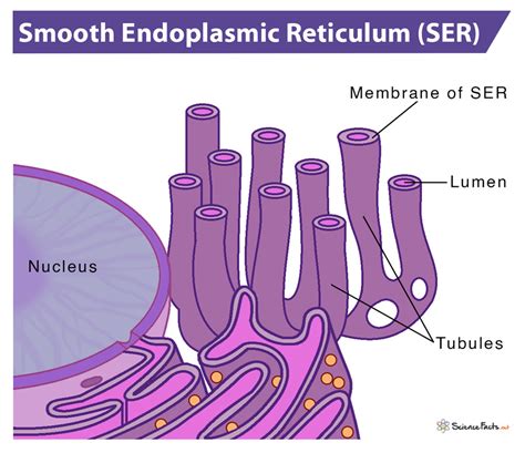 facts about the smooth er.
